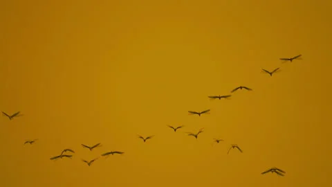 Slow motion bird flock flying on silhouette sky sunset background Vídeos de archivo 238571612