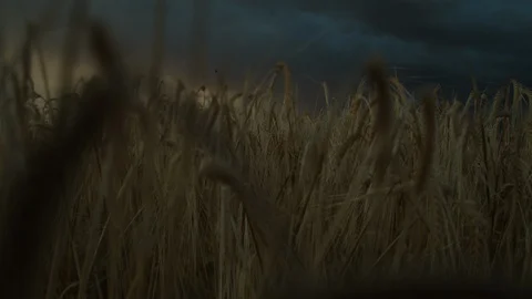 Slow Motion Bird Fly Wheat field Stock Footage 115819665