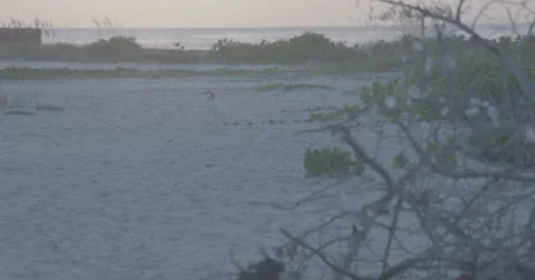 Slow-motion Bird flying off camera on Boca Grande Beach early morning Stock Footage