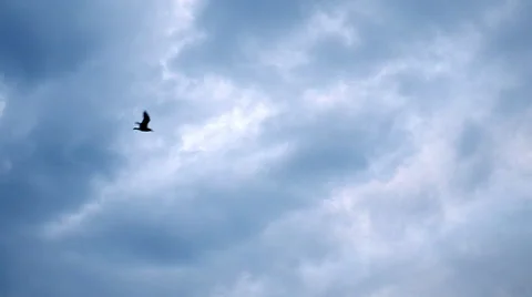 Slow motion bird flying on a cloudy day Stockbeeldmateriaal 51703141