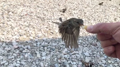 Slow motion bird flying Stock Footage 130765980