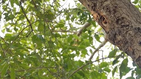 Slow motion bird flying out of nest. Stock Footage 105437852