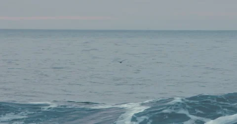Slow Motion Bird Flying over Ocean, Beautiful Wave Stock Footage 60112595