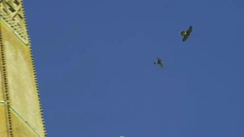 Slow Motion Bird Flying Past Salisbury Cathedral Spire Detail, England Stock Footage 340237277