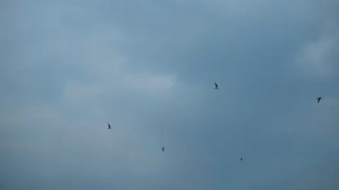Slow motion bird flying. Seagulls in the sky in front of beautiful blue-orange Stock Footage 145352990