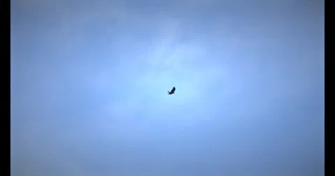 Slow motion of bird flying in the sky Stock Footage 291846919