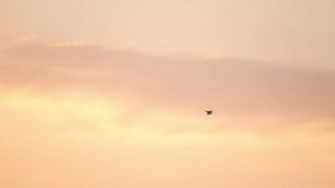 Slow motion bird flying on sunset sky background Stock Footage 219378667