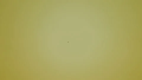 Slow motion bird flying on sunset sky background 库存影片 219379069