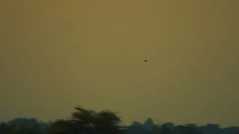 Slow motion bird flying on sunset sky background 库存影片 219379196