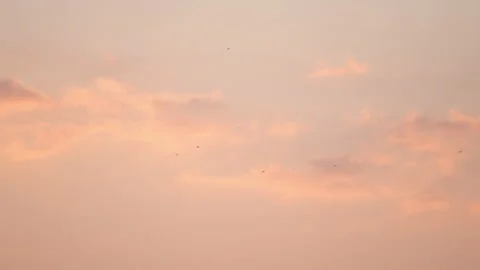 Slow motion bird flying on sunset sky background Stock-Footage 219379252