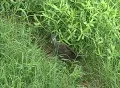 Slow Motion Bird Footage