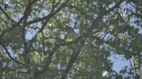 Slow Motion - Bird Stock Footage 81310679