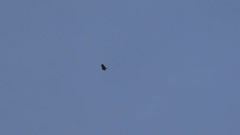 Slow Motion: Bird of prey (milvus) gliding in a clear blue sky like a kite Stock Footage 81478196