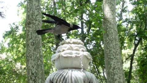 Slow Motion Bird - Raven - Crow Video stock 196632203