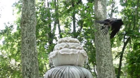 Slow Motion Bird - Raven - Crow Video stock 196632335
