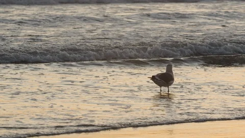 Slow Motion of Bird Seagull Take Off at Sunset on Coronado Beach Stock-Footage 117362099