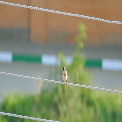 Slow motion, bird sitting on a wire Stock-Footage 69489106