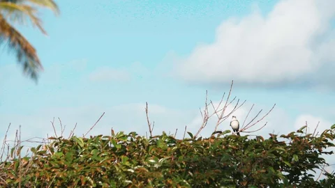 Slow motion of a bird on top of a tree Video stock 128094273