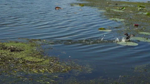 Slow Motion Of Bird Walking On The River Water Video stock 235971687