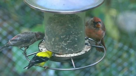 Slow motion of birds  eating Stock-Footage 99716559