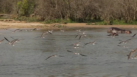 Slow motion of the birds flock flying over waters of the river Nile. Stock Footage 201367107