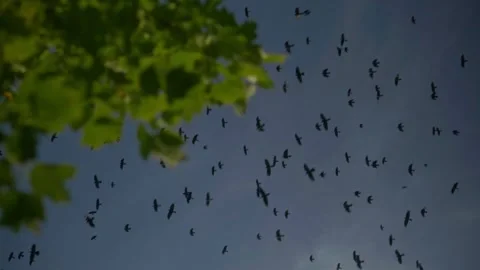Slow-motion birds flying across darker summer sky Stock Footage 325090394