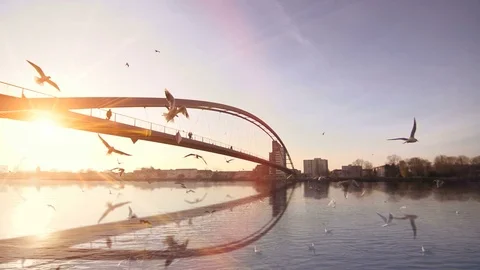 Slow motion of birds flying over river with bridge panorama background Stock Footage 72862100