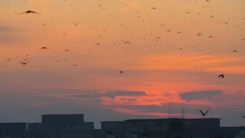 Slow Motion Of Birds Flying Over A City At Sunset Could Represent Pollution O Stockbeeldmateriaal 85783164