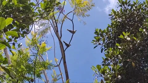 Slow Motion Birds Flying from Tree Branch - 1080p Video stock 334628379