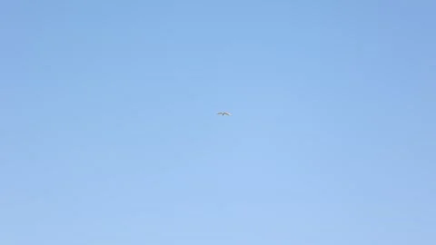 Slow motion of birds in sky Stock Footage 292333879