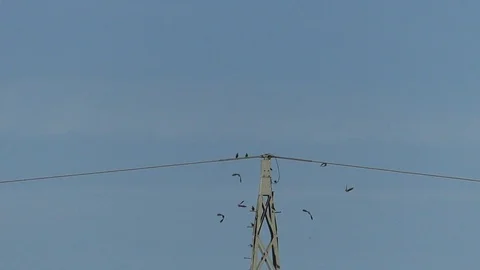 Slow-motion: Birds taking off from top of power pylon and power lines, blue sky Stock Footage 96007075