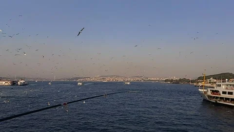 Slow motion of birds in turkey port Stock Footage 159727863