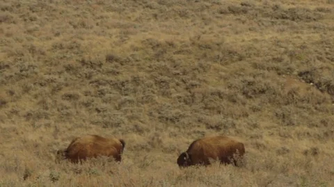 Slow motion - bison herd running across prairie tight Stock Footage 75208699