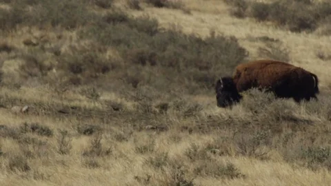 Slow motion - Bison walks up hill Stock Footage 81046228