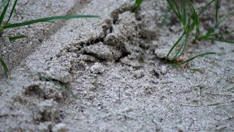 Slow Motion Black Ant Walking In The Sand Stock Footage 199595493