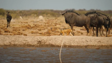 Slow motion: Black-backed jackal trots behind waterhole, past Blue Wildebeest. Stock-Footage 114639657