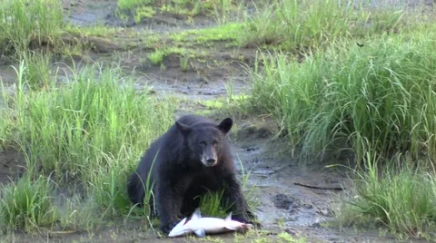 Slow motion , Black bear fish eating etiquette Stock Footage 56134484