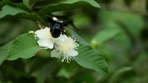 Slow motion black beetle perched on guava flower Stock Footage 320915750