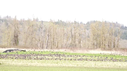 Slow motion black bird fly above canada geese Stock Footage 74901038