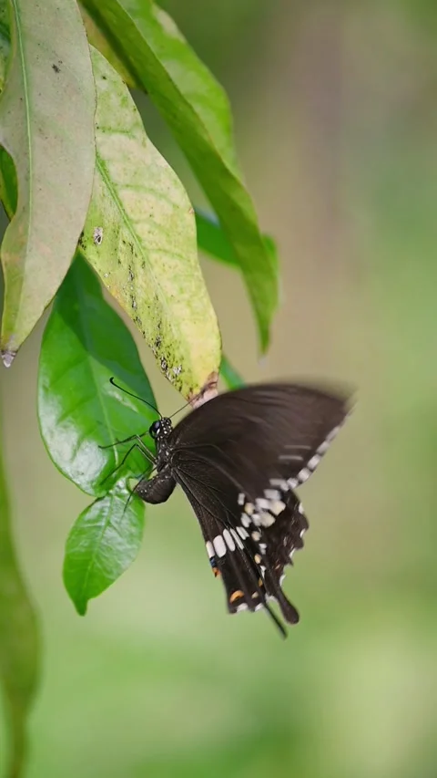 Slow Motion Black Butterfly Laying Eggs on Leaf, Flying Away 스톡 동영상 329662994