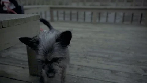 Slow Motion Black Cairn Terrier dog licking on wooden deck Ellijay Georgia 4k Vídeos de archivo 260743045
