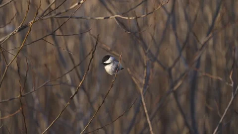Slow Motion Black-Capped Chickadee Moving Between Branches Vídeo Stock 335938347