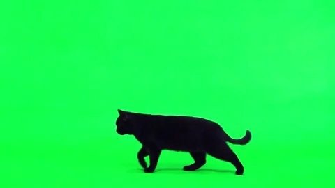 Slow motion. black cat appears on the green screen, moves and disappears Stock Footage 171704526
