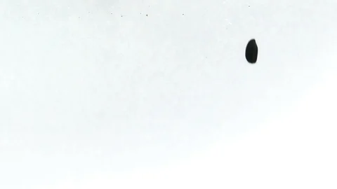 Slow motion black coffee beans drop and smoothly drowning in clear water Video stock 90861639