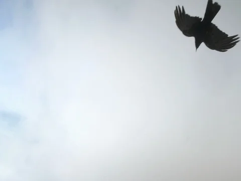 Slow motion of black crow bird fliying high in windy sky Vidéo 80668743