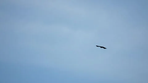 Slow motion of black crow bird fliying high in windy sky Stock-Footage 326035395