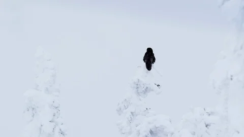 Slow motion of black crow sitting on top of snow covered tree in mountains Stock Footage 129116713