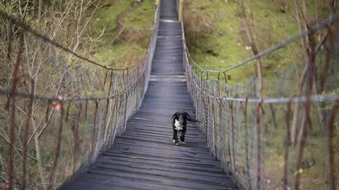 Slow motion of black dog walking on a wooden bridge Stock Footage 173846809