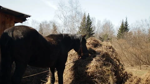 Slow motion black horse eats hay. Stock Footage 89399032