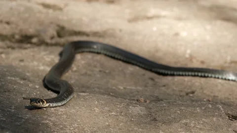 Slow motion of a black large snake crawling on the rocks sticking out its tongue 動画素材 149361415